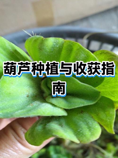 小葫芦种植技术和管理
