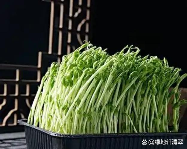 豆芽豆瓣为什么会开裂