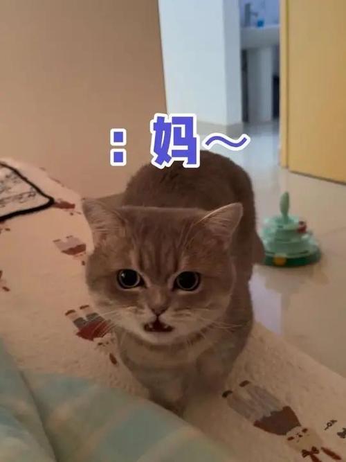 小猫叫妈妈