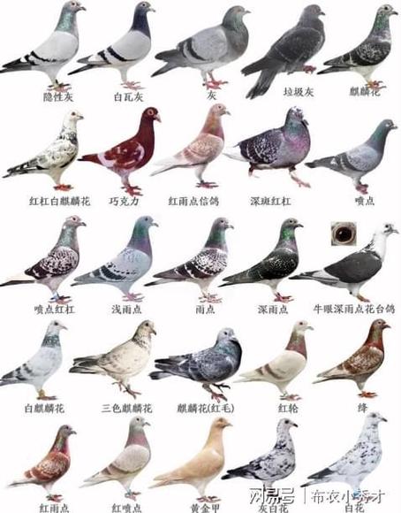 鸽子最吉利的名字