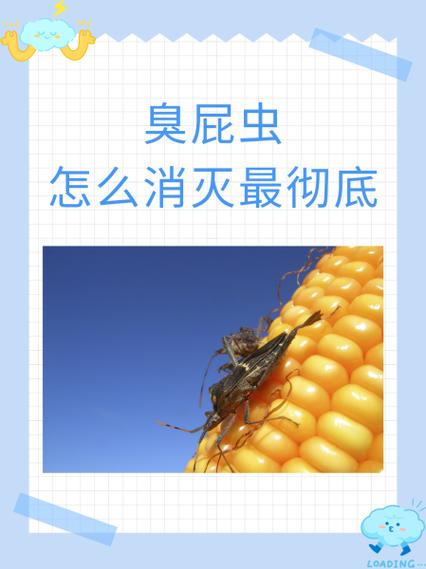 臭屁虫怕什么如何驱赶