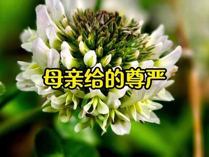 妈妈的尊严小说