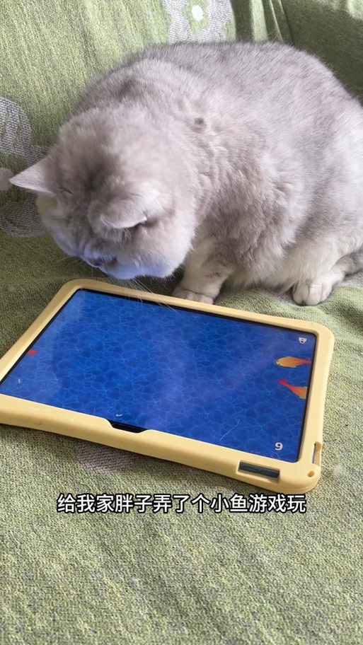 逗小猫玩的触屏游戏