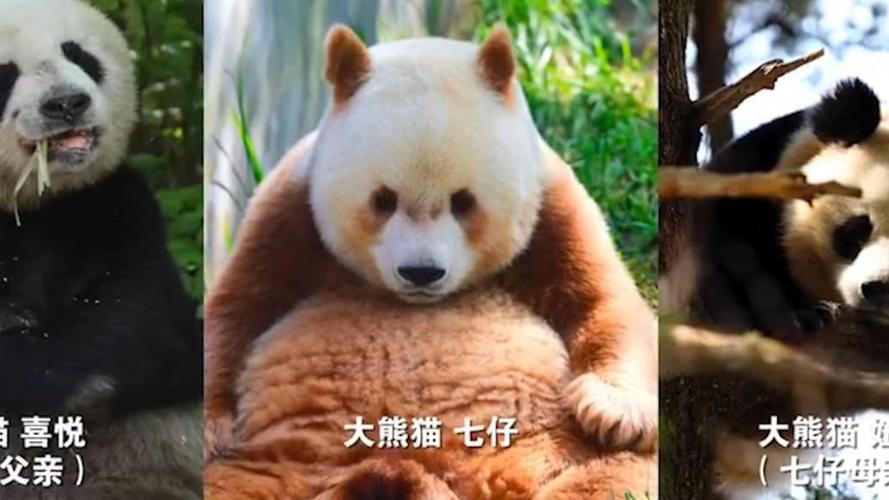 熊猫七仔的妈妈是谁