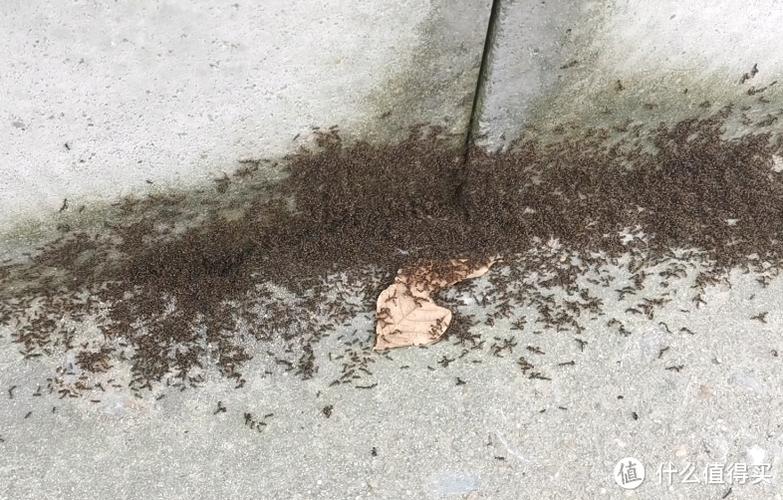 家里有蚂蚁
