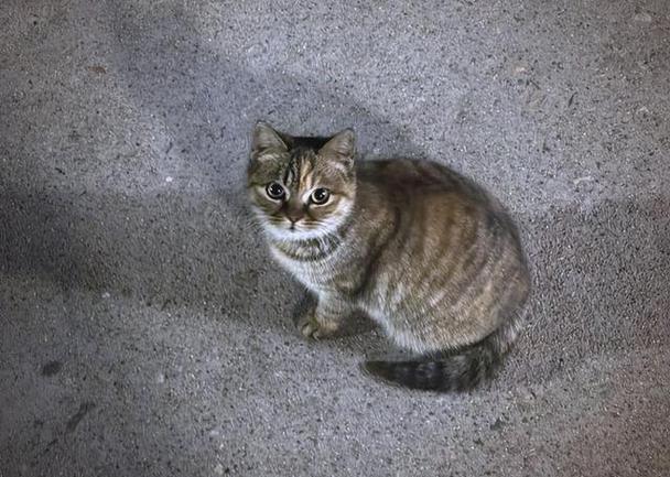 猫咪被抛弃后什么心理