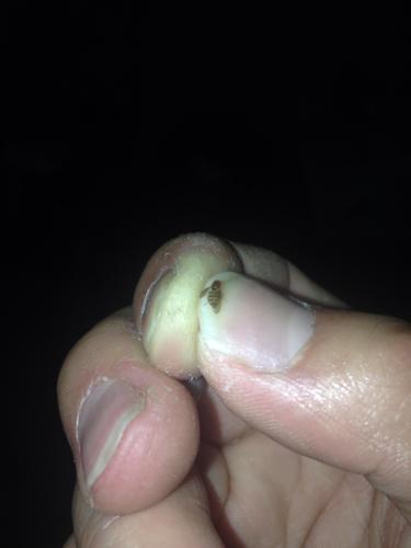 黑色飞虫像蜜蜂会扎人