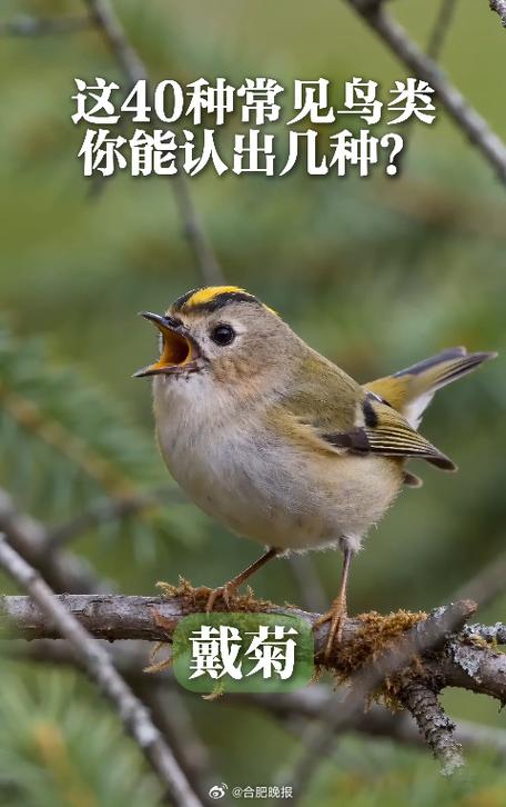 各种鸟的叫声