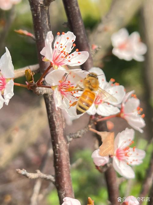 花丛 蜜蜂 采蜜
