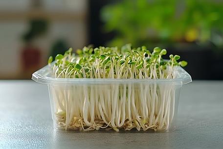 豆芽菜盒子
