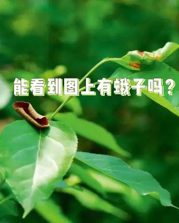 华为nova12pro怎么隐藏软件