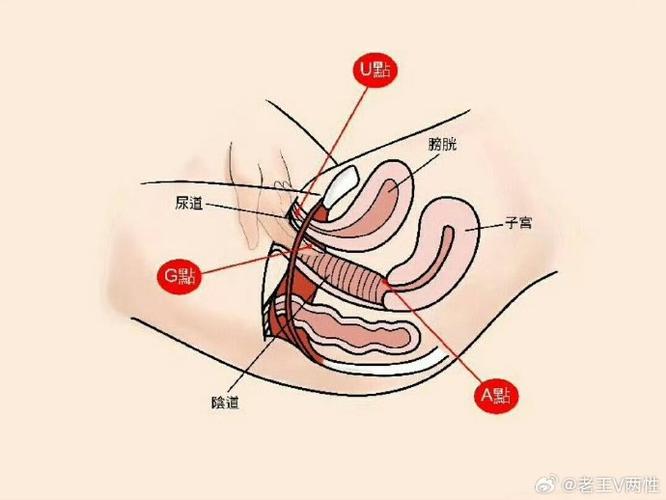 u点怎么用