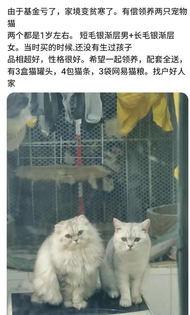 在哪个平台上可以卖猫