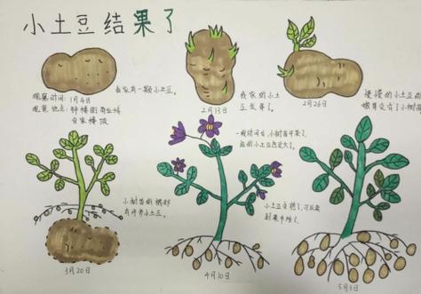 轻微发芽土豆图片