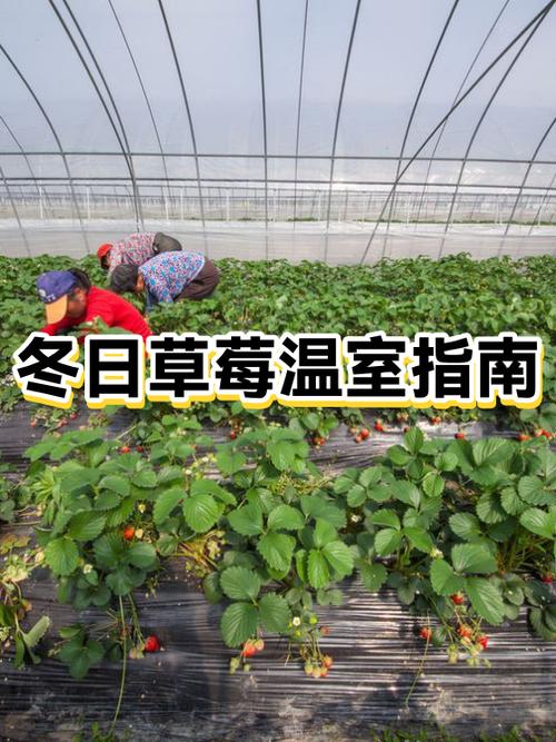 草莓放冷藏还是冷冻