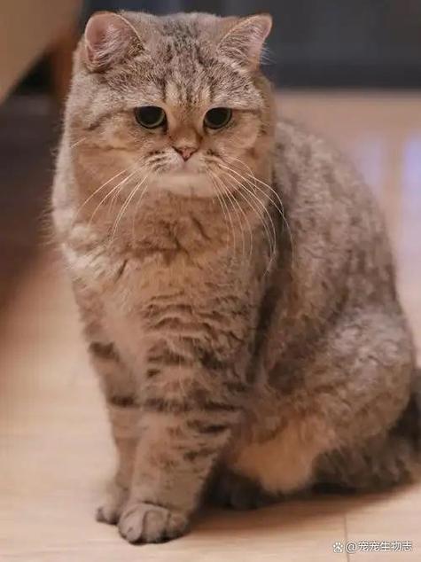 猫咪开心的叫声