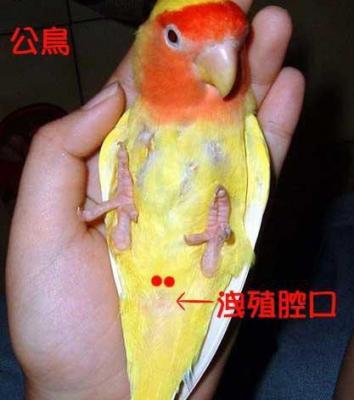 怎么知道鹦鹉怀孕了