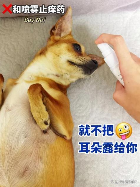 狗狗止痒土方法