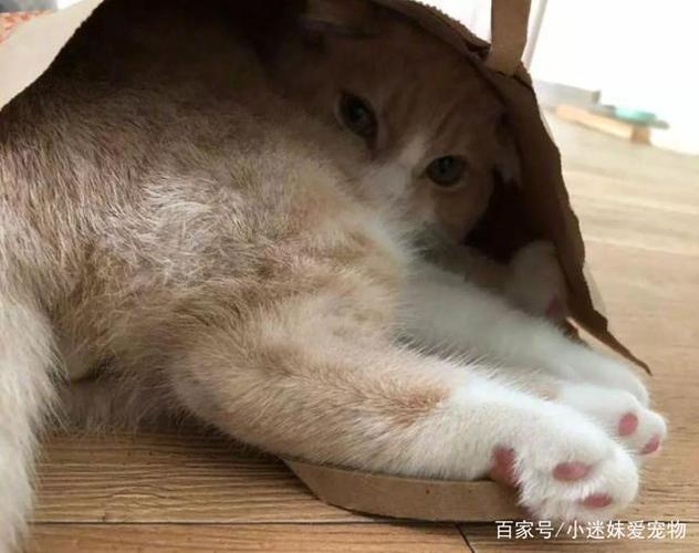 猫咪喜欢和主人玩躲猫猫