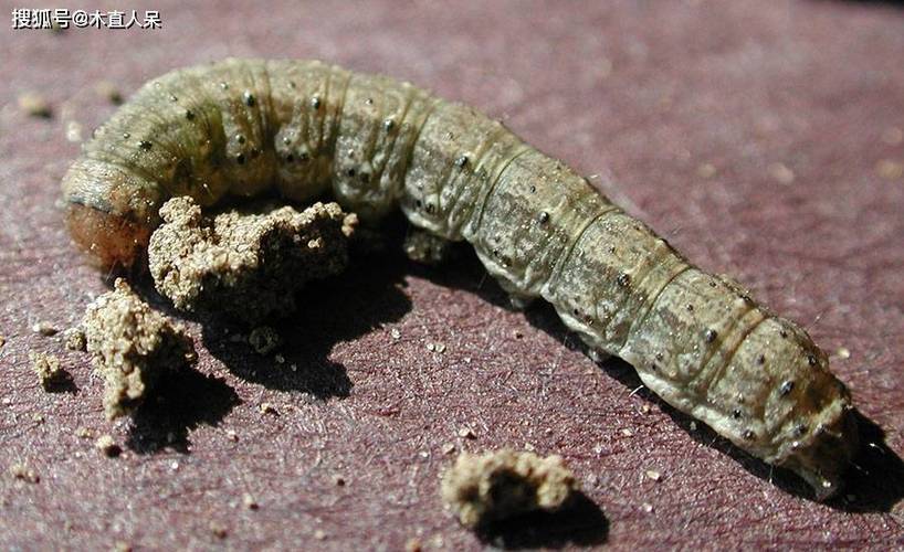 麦子里面的黑色虫
