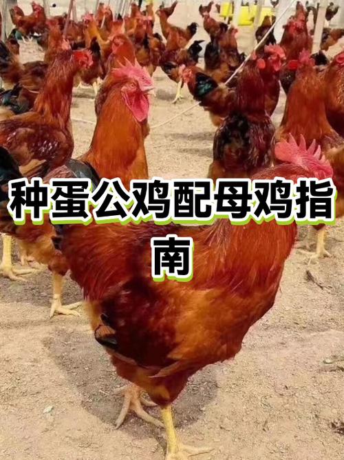 养公鸡赚钱还是母鸡赚钱