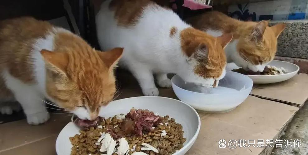 猫一天喂一次会饿吗