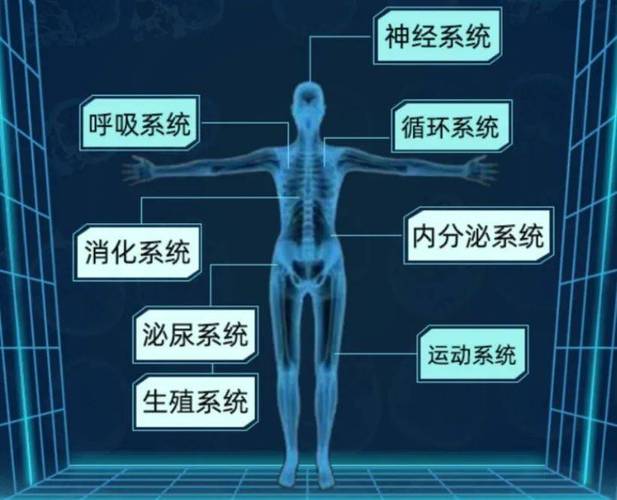 初中生物人体八大系统结构图