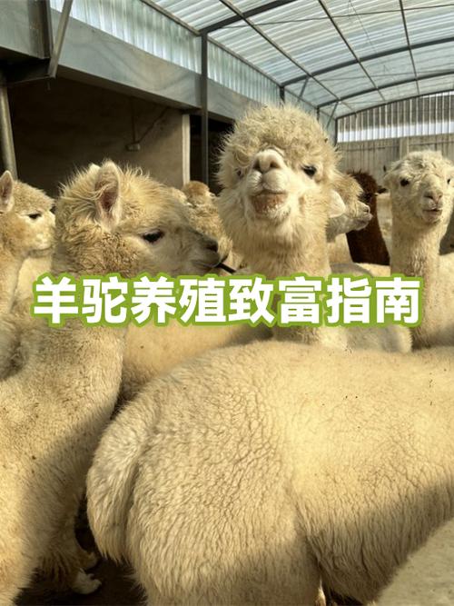 10只羊驼一年能挣回多少钱