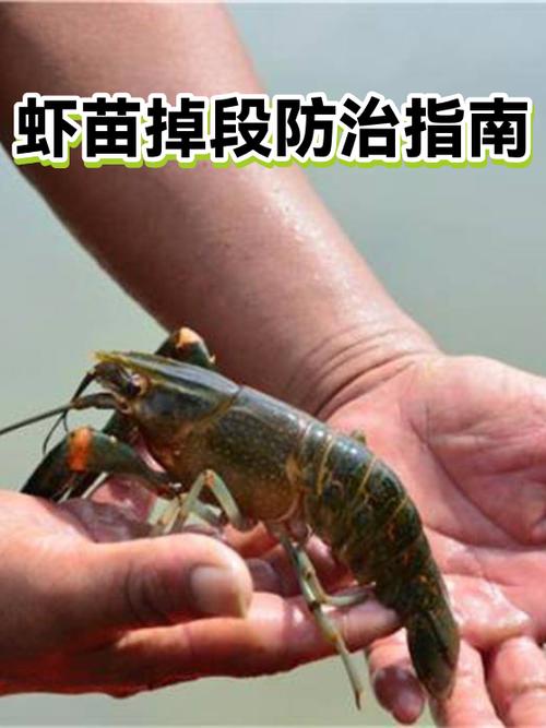 吃鸡怎么掉段位