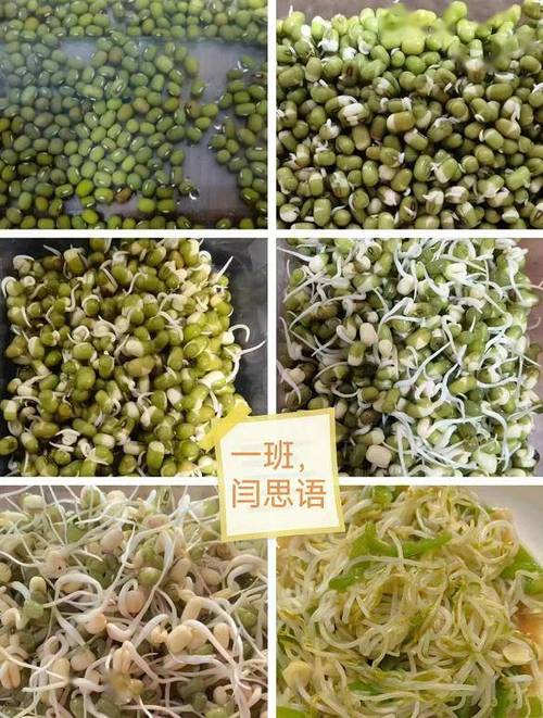 豆芽菜是什么豆子的芽