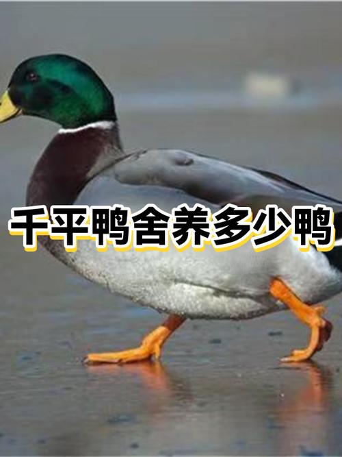 养鸭子一般养几只