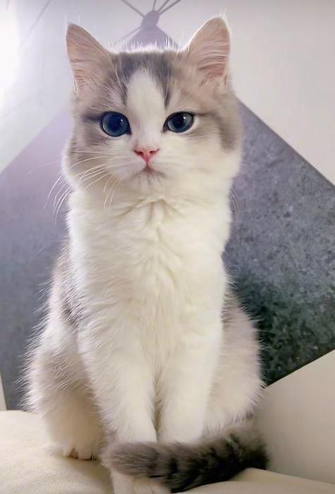 宠物猫