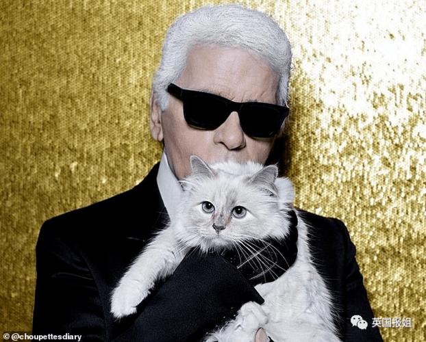 猫咪软件是啥