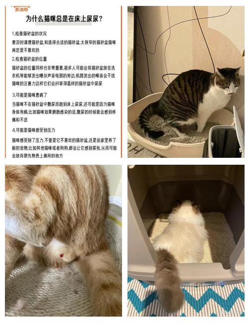 猫找不到猫砂盆会憋着吗