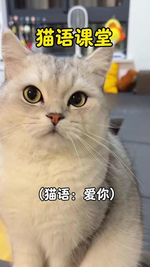 猫的语言翻译