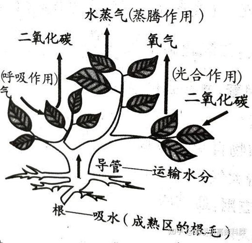 呼吸作用知识点归纳