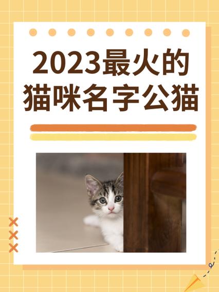 女猫咪名字创意