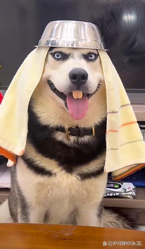 狗狗搞笑视频超级爆笑