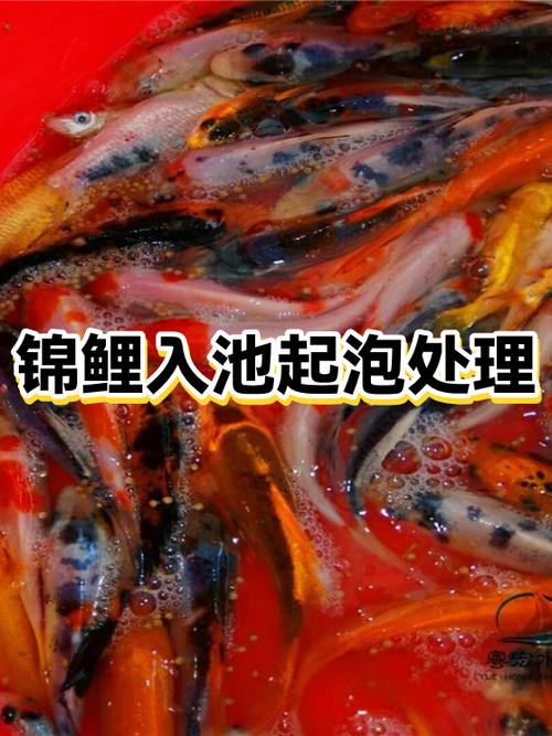 新鱼入池多久算稳定了
