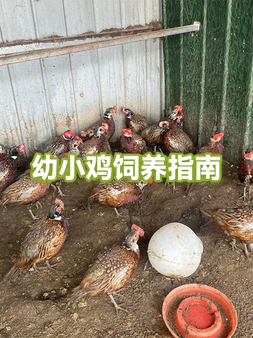 小鸡养殖