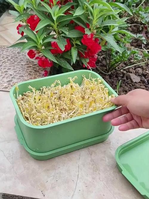 豆芽盒