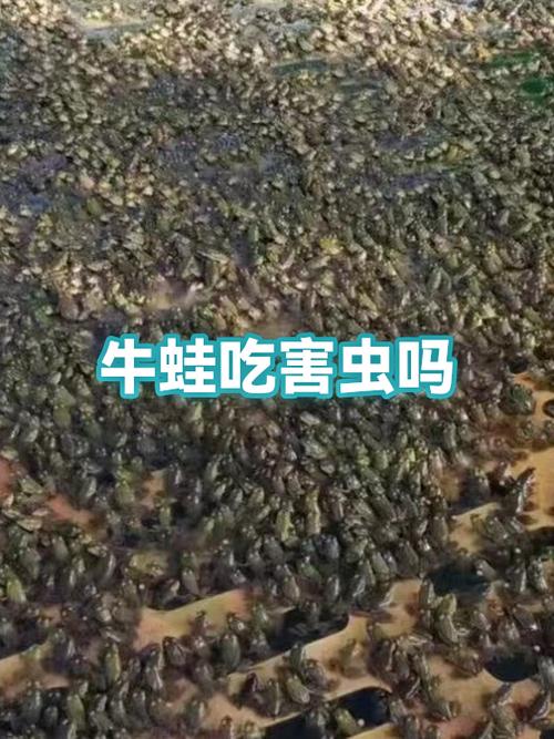 牛蛙只有中国人吃吗
