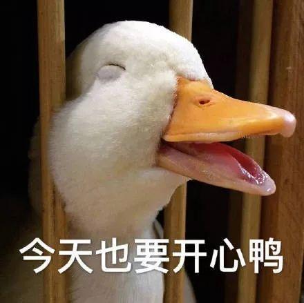 鸭鸭表情包