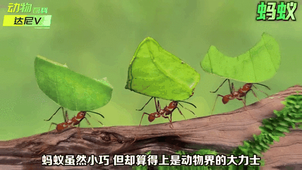 蚂蚁阅读小说网