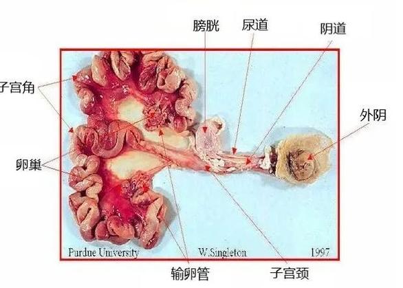 生殖系统结构图