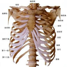 胸廓示意图