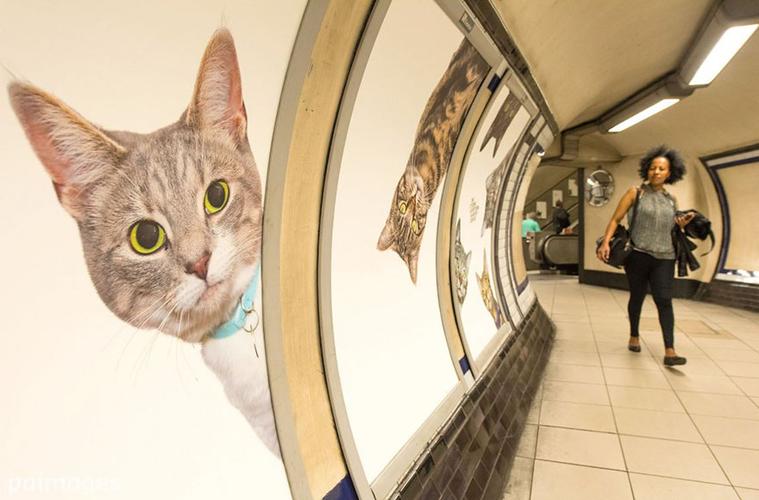 宠物猫能带上地铁吗