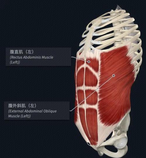腹肌要怎么练