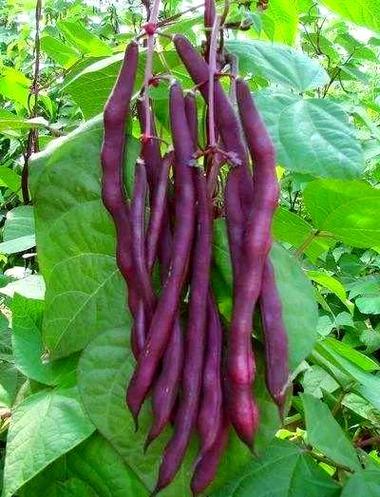 芸豆的功效与作用
