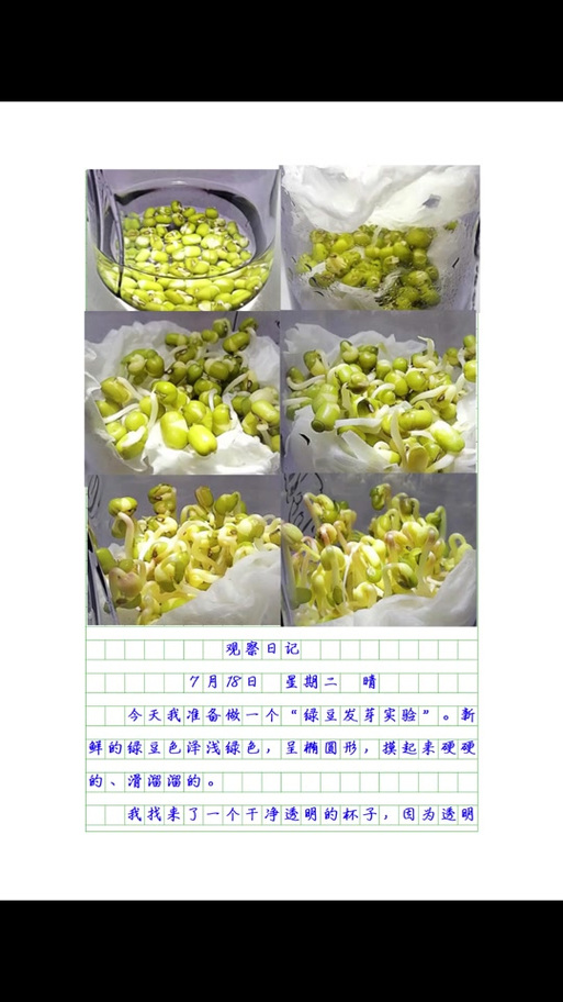 绿豆怎么发芽最快方法